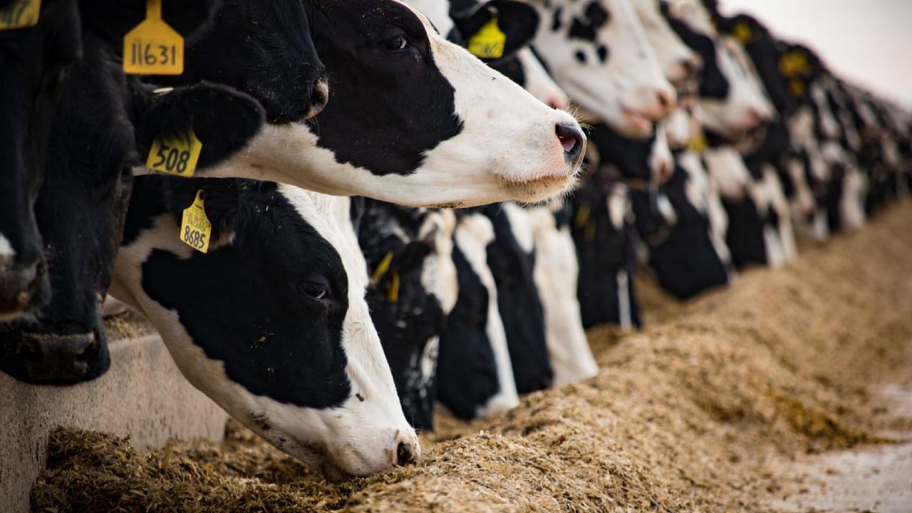 Buzağı desteği müjdesi geldi!