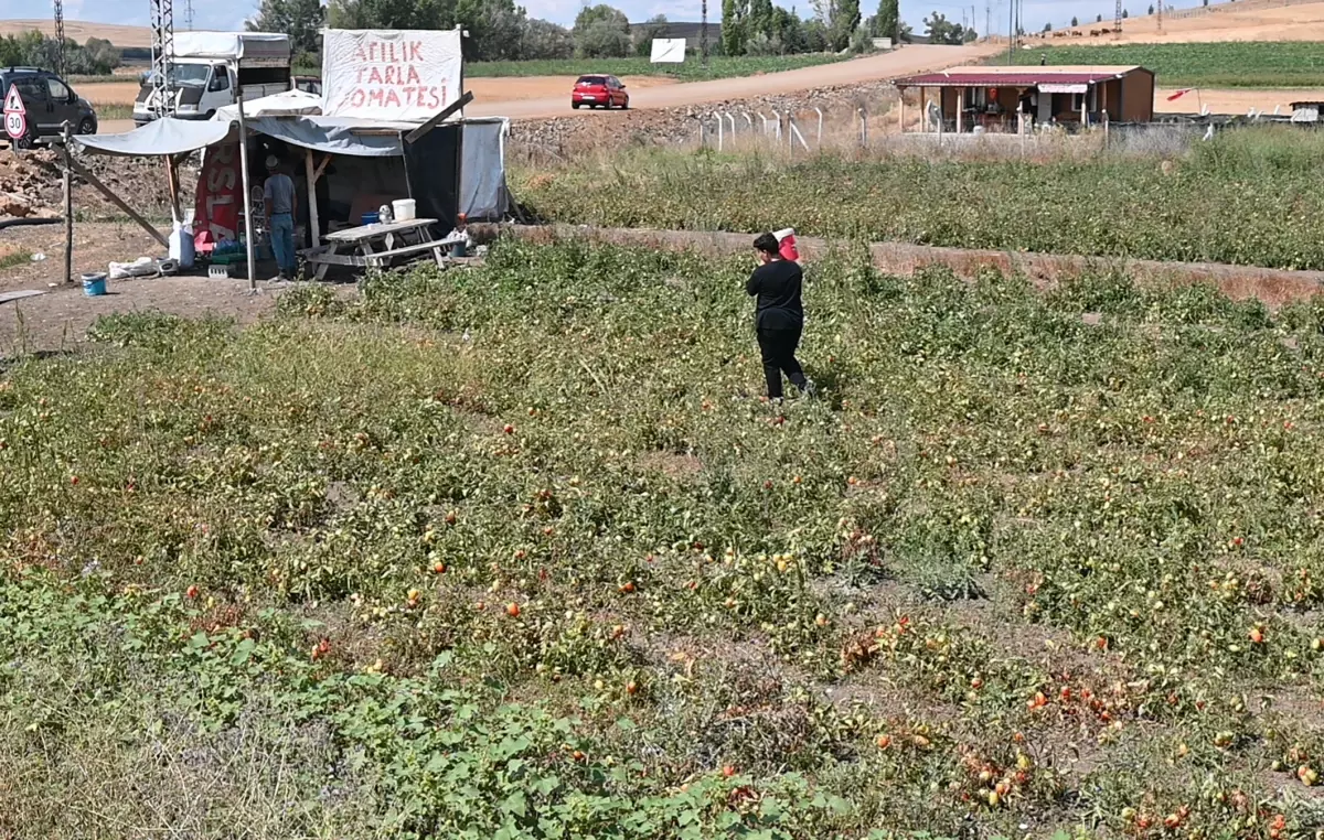 Tarlasını vatandaşa açtı, deli gibi para kazanıyor